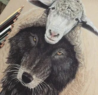 Lobo vestido de oveja Sheep tattoo, Sheep drawing, Dog tatto