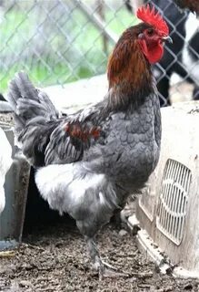 Blue Copper and Splash Copper Marans Discussion Beautiful ch