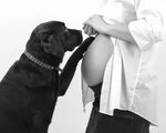 30 perros que esperan la llegada del bebé de sus dueñas