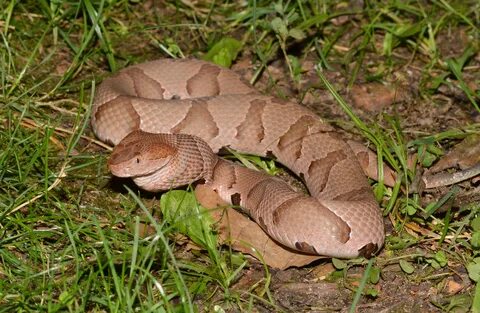 File:Copperhead snake (48357201147).jpg - Wikimedia Commons