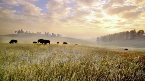 Conservation of America’s prairie - and return of the bison 