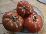 Семена фасоли, томатов , перцев - Форум Дачный ответ Галакти