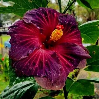 100pcs/bag Giant Hibiscus Flower Seeds 식물