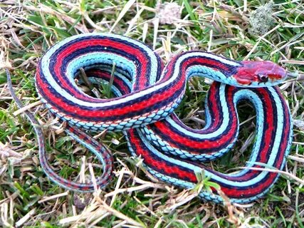 San Francisco Garter Snake (Thamnophis Sirtalis Tetrataenia)