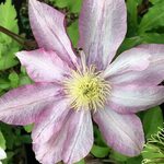 Buy clematis (group 2) Clematis 'Archie'