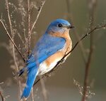 Set of Picture of Bluebird on Animal Picture Society