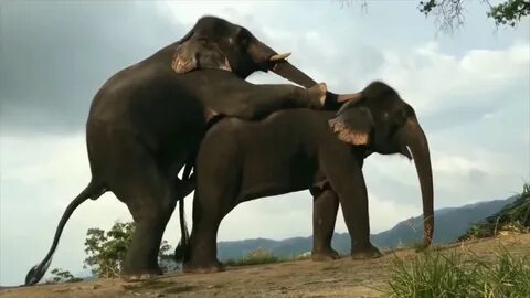 Natural elephants mating in the wild - YouTube