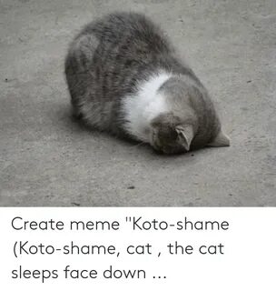 Create Meme Koto-Shame Koto-Shame Cat the Cat Sleeps Face Do