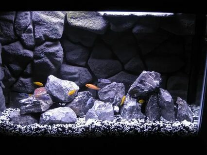 My African Cichlid tank with homemade 3D background in 45 ga