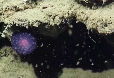 Retired Navy Officer, Crew Find Mysterious Purple BlobThe SI