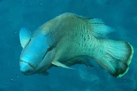 File:Humphead wrasse surface.jpg - Wikipedia Republished // 