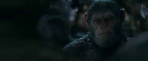 War for the planet of the apes 1080p vlcsnap 2017 10 14 15h5