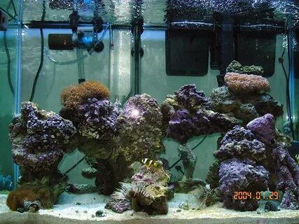 Photo #1 - 65 Gallon Tank With Shrimp: Banded, Fire, Skunk