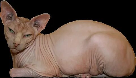 Sphynx Cat - RuthArt Free to use PNG RuthArt Flickr