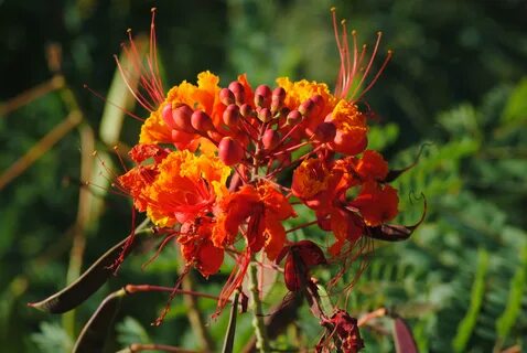 Wonderfulpride of barbados flower free image download