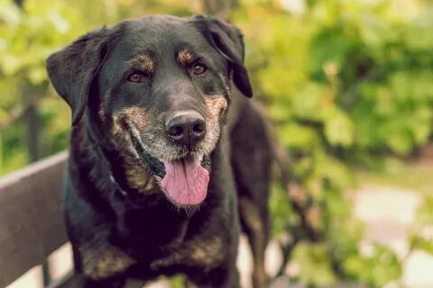 Собака Улыбка Счастливый - Бесплатное фото на Pixabay