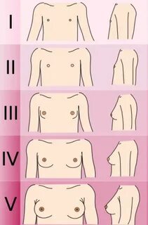 Какой бюст должен быть в 14 лет. Нормальные размеры груди
