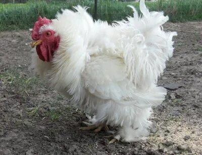 White Cochin Bantam Rooster (com imagens)