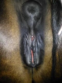 Animal Porn and Beastiality Image Board - Post 36579: anus b