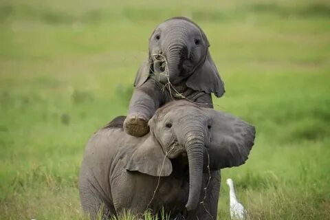 Фотографии маленьких слонят (100 фото)