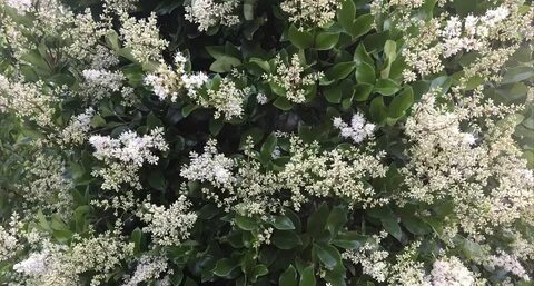 #TeachingTuesday: Ligustrum, AKA Japanese Privet