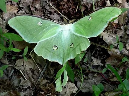 T. Alan Horne в Твиттере: "Luna moth.An endangered species.