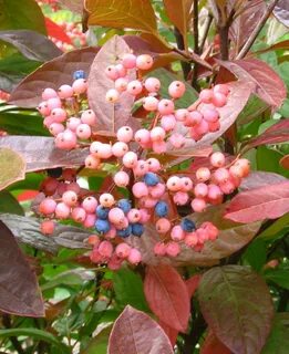 Viburnum Nudum - DIY