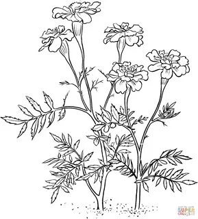 Marigold 2 Flower coloring pages, Flower line drawings, Flow