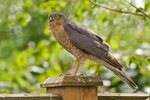 Stephen Burch's Birding & Dragonfly Website - Sparrowhawk
