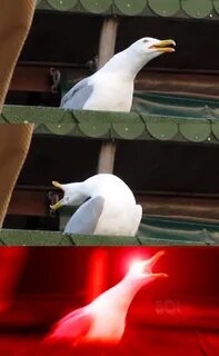 Inhaling seagull Blank Template - Imgflip