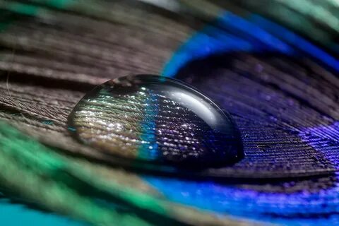 Peacock Feather Images Hd posted by Ethan Mercado