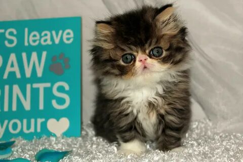 Persian Cat Rescue Texas - Dogs And Cats Wallpaper