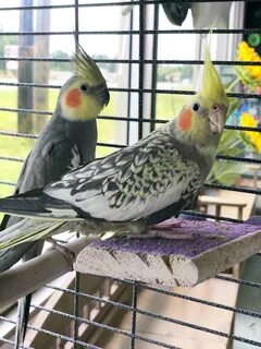 Pearl Pied Cockatiel For Sale in Lynchburg, VA - Local Pet S