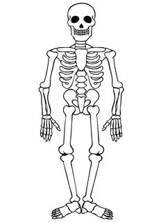 CORPUS on Twitter Skeleton drawings, Human skeleton, Skeleto