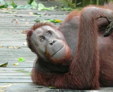 google zone: Baby Orangutan adventures