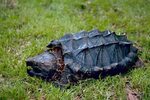 Free picture: alligator, snapping, turtle