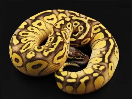 Super Pastel Lesser Yellowbelly Ball Python Serpientes, Aves