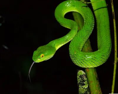 Download Green large eyed Pit Viper Snake,... UltraHD Wallpa