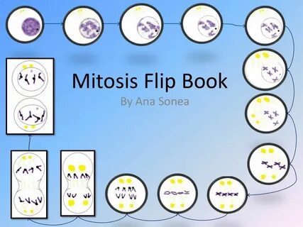 Mitosis Flip Book Mitosis, Flip book, Interactive science no
