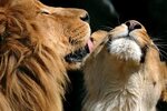 Download wallpaper with animals Big cats Lion with tags: Com