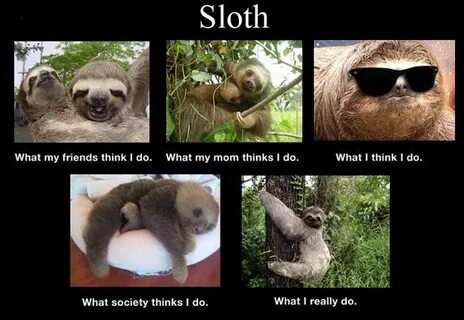 "How People See Me" According To Animals Sloth, Creepy sloth