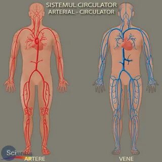 Curiozități: Care este diferența dintre artere și vene Unica