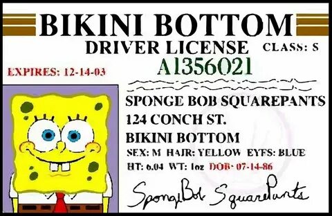 "Spongebob License" by darcyfeeley Redbubble