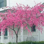 Buy Pink Cascade Weeping Peach at Michigan Bulb Pink garden,