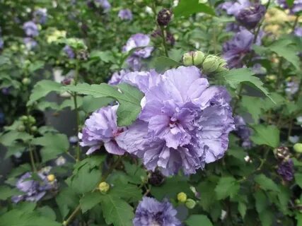 Blueberry Smoothie ™ Althea PPAF Rose of sharon, Hibiscus, B