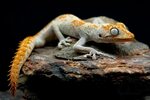 Ящерица геккон (54 фото)
