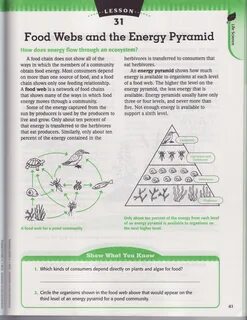 33 Ecological Energy Pyramid Worksheet Answers - support wor