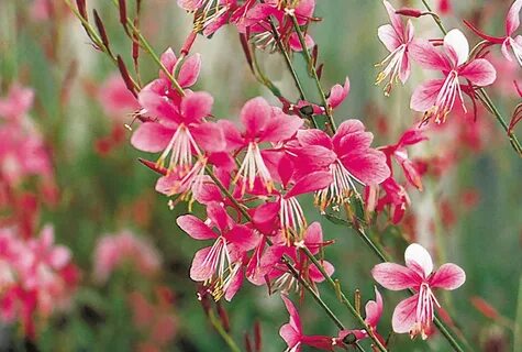 Gaura Stonehouse Nursery