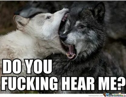 45 Very Funny Wolf Meme Pictures That Will Make You Laugh