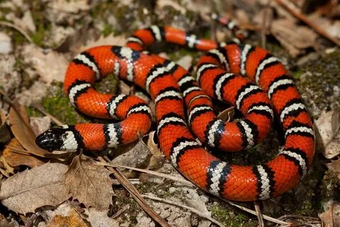 Coast Mountain Kingsnake Snake, Reptiles and amphibians, Rep